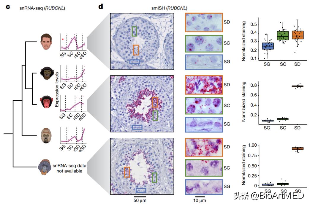 哺乳动物精子发生哪些变化,哺乳动物哪个的精子最多