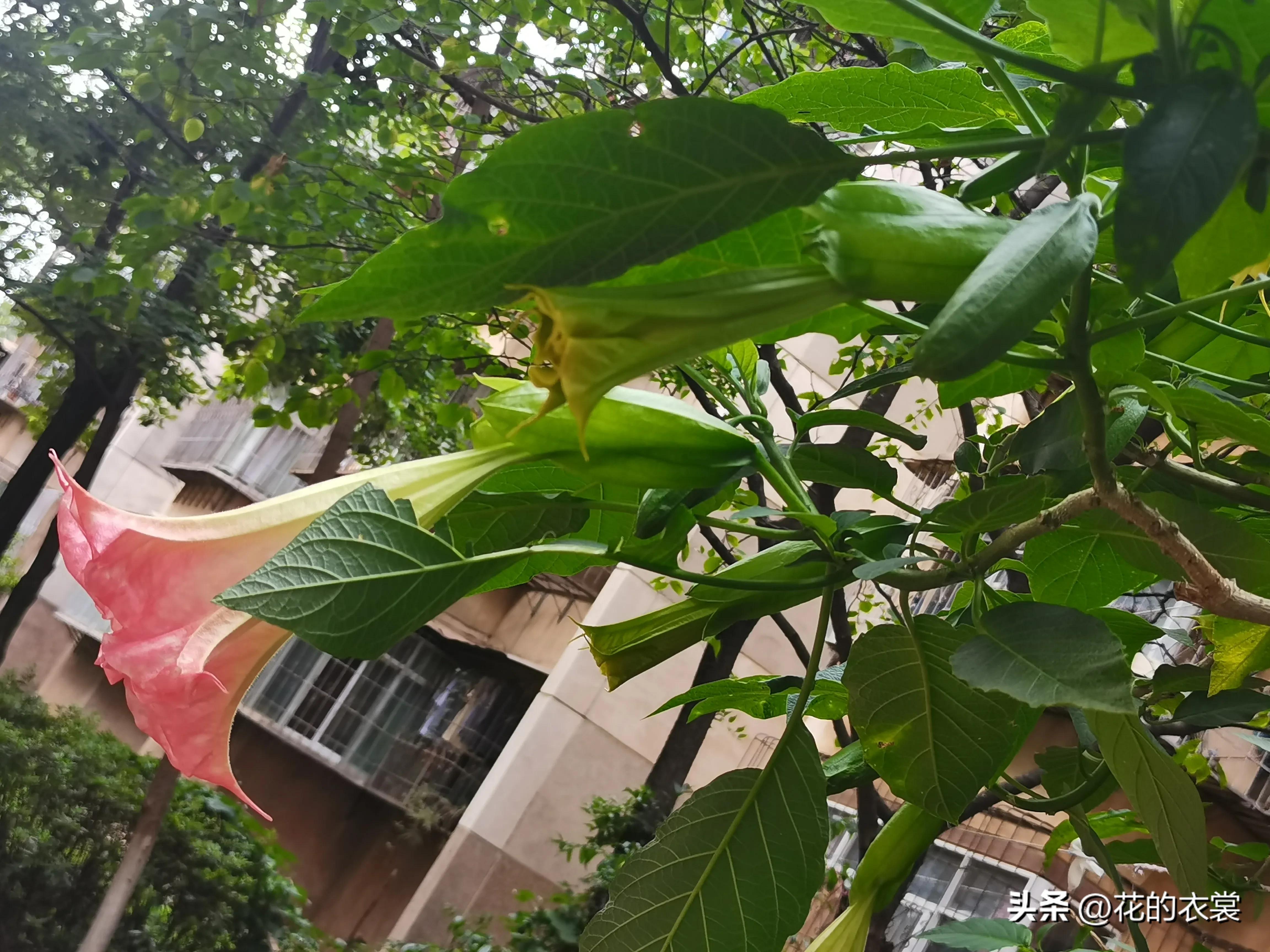 曼陀罗的果实是哪样的,曼陀罗的果子像什么样