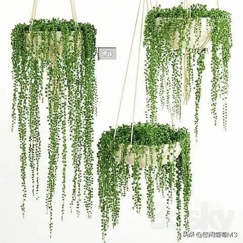 十大室内爬藤绿植,长得快的爬藤垂吊植物