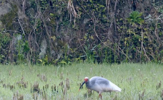 东方宝石朱鹮灭绝了吗,东方宝石朱鹮吃什么