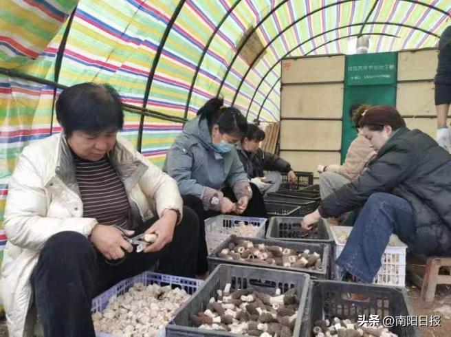 羊肚菌助农走上致富路,桐柏哪里收购羊肚菌