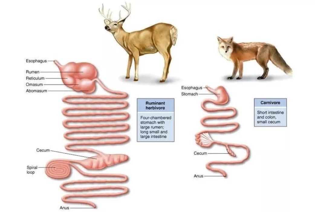 瀹為敜鐔婄尗椋熻倝鍔ㄧ墿,钀岃悓鍝掔唺鐚師鏉ョ珶鏄閾佸吔