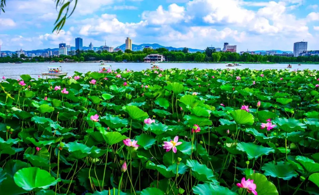 济南元素再一次火爆“出圈”！省长推介的诗意济南是什么样子的？