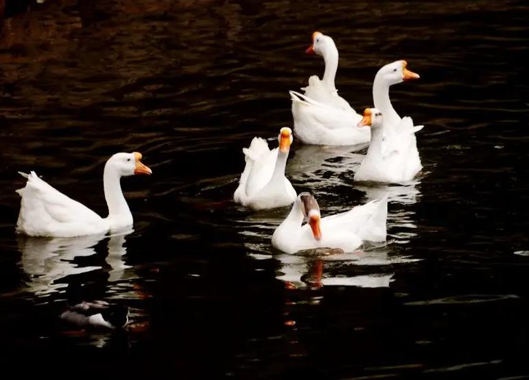 鹅下软壳蛋有什么功效,鹅软壳蛋补什么