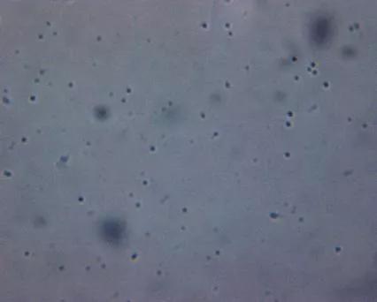 水产养殖霉菌怎么处理,水产养殖杀水霉方法