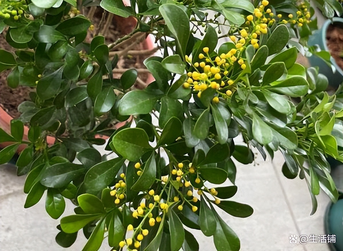 米兰花在北方冬天能开花吗,米兰花四季养护要点有哪些