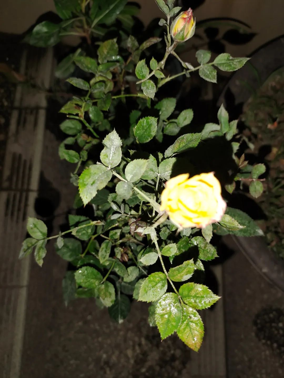 植物叶子上长白色凸起点,天气突然降温植物叶片发软