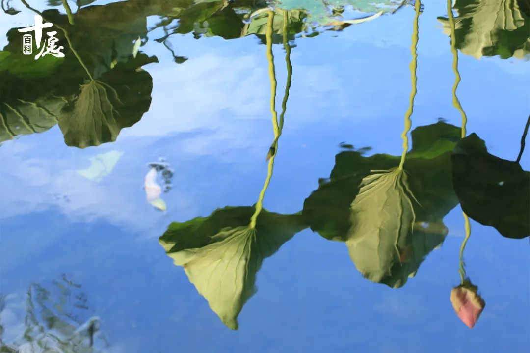 佛弟子怎么面对蚊子吸血,学佛的人不能打死蚊子吗