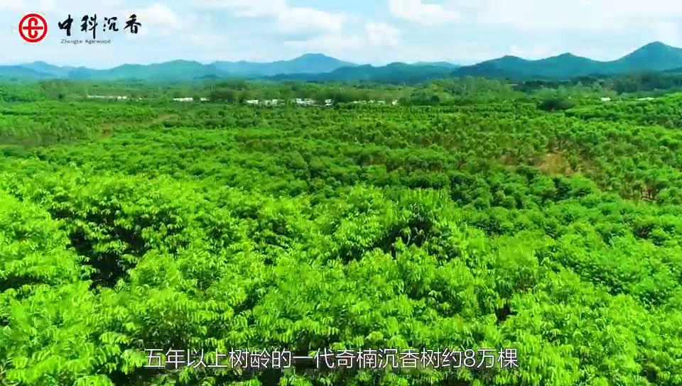 奇楠沉香茶作用,奇楠沉香茶提神还是助眠