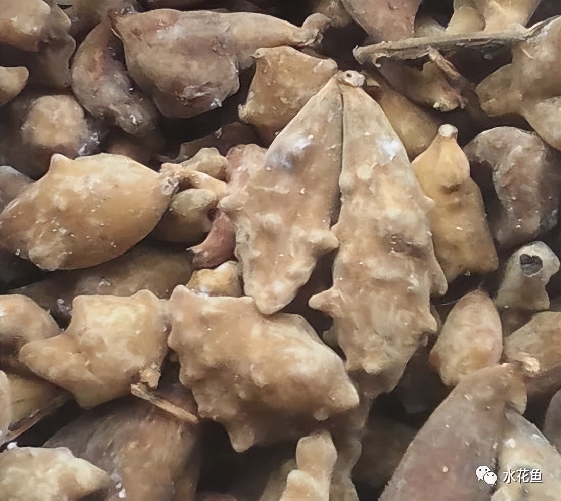 12种水产病害防治,你对水产动物病害的初步认识