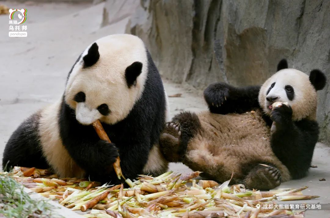 真正的熊猫和实际上的熊猫,最黑的熊猫是什么样子