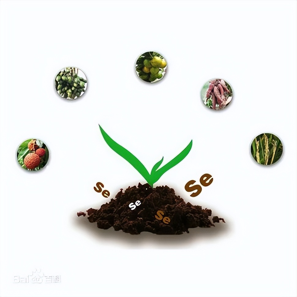 种菜推荐买哪个营养土好,种菜用什么牌子的营养土最好