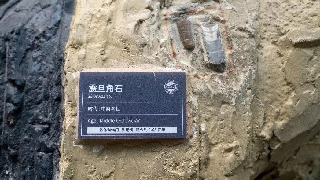 相约博物馆的感受,古生物博物馆南京