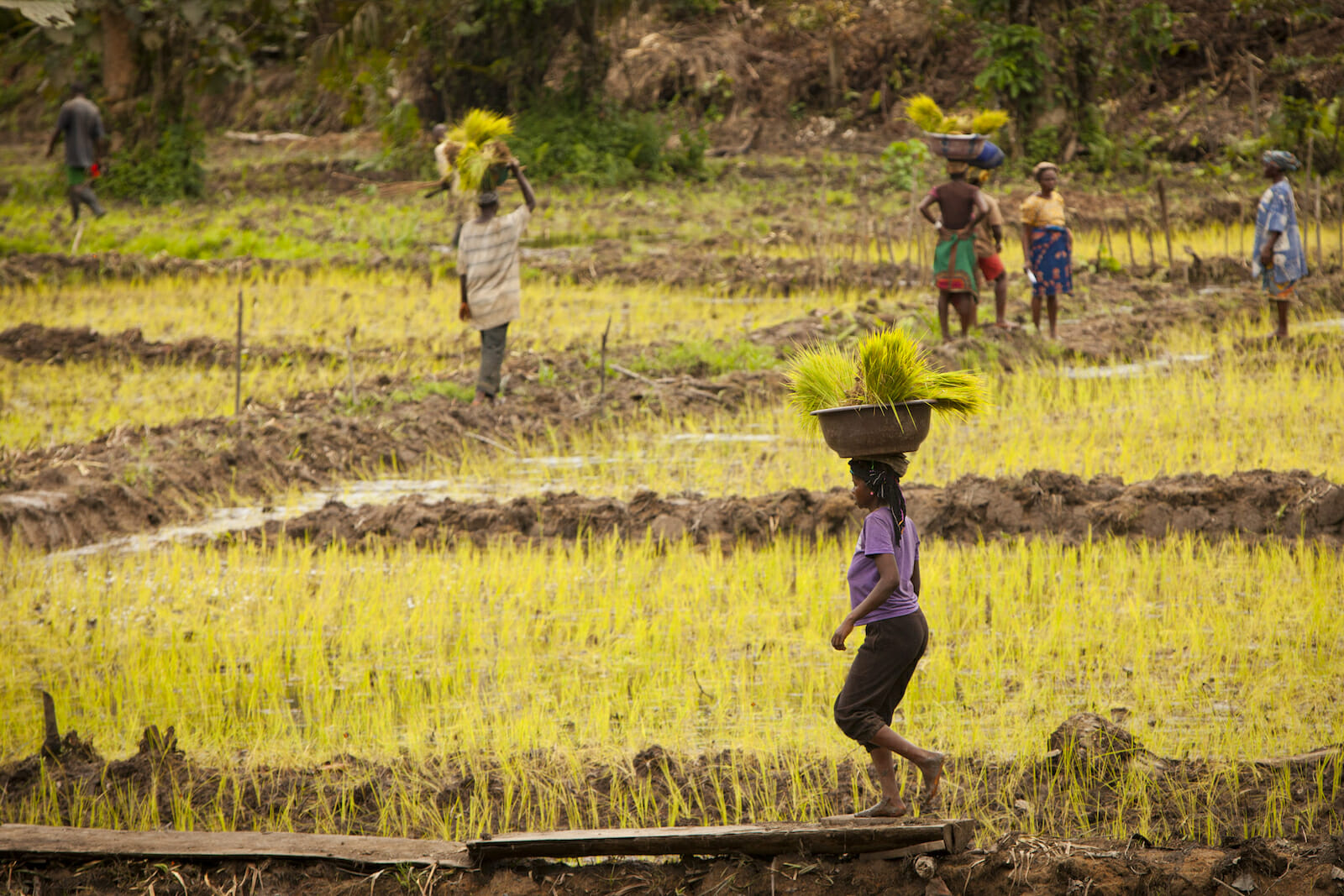 非洲耕地辽阔，为什么越来越穷，还要大量进口粮食？