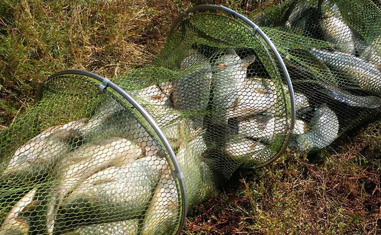 野钓鱼不开口怎么钓教你一招,钓鱼应该怎么钓才能钓到鱼