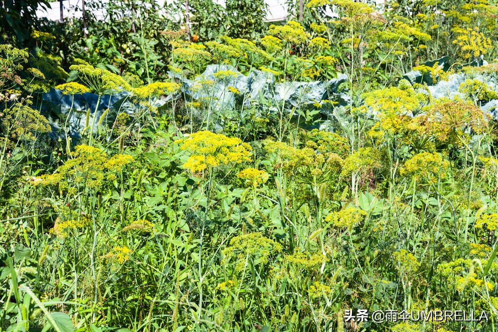 俄国风情：吉林老金在俄罗斯种蔬菜，成了当地的蔬菜大王
