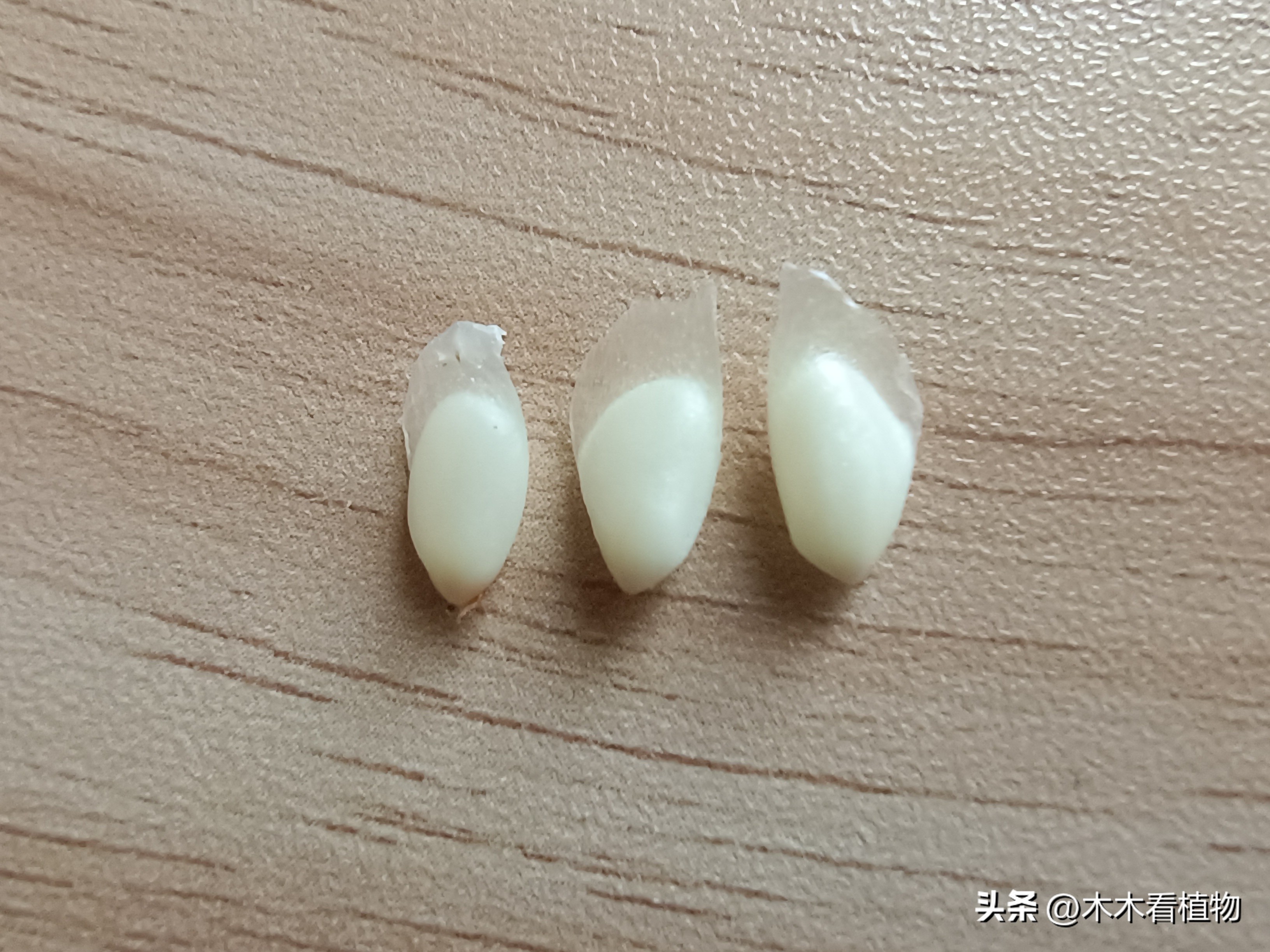 一颗迷人的松果,美丽松果