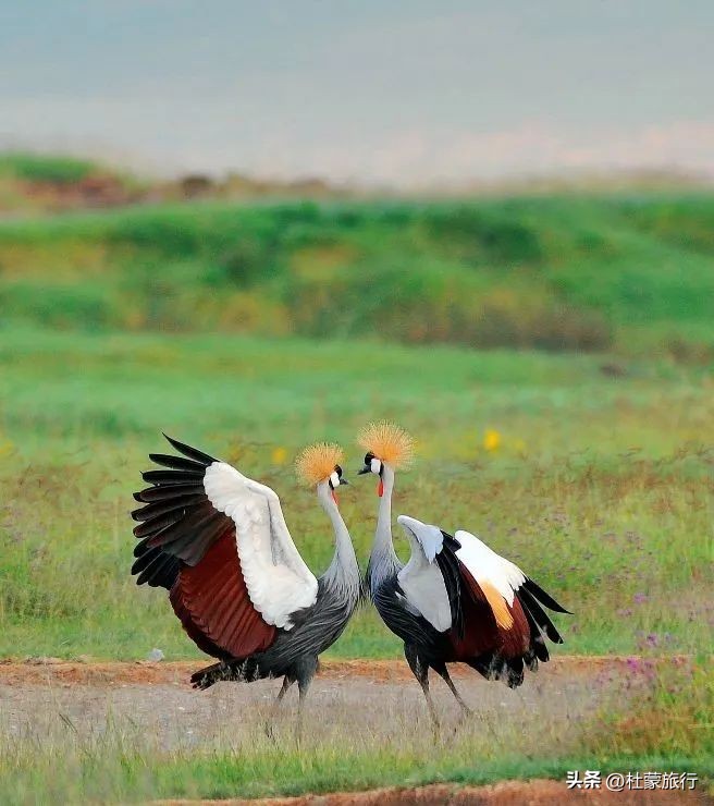 跟随“中国狮子王”，到坦桑看绝色非洲