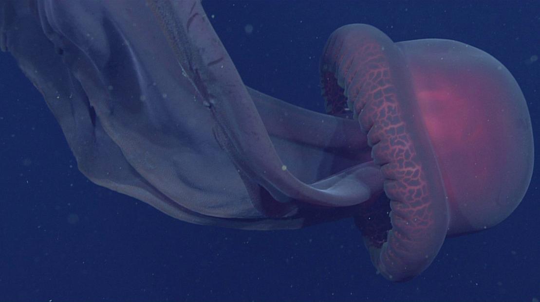 深海生物冥河水母,海底有多恐怖冥河水母