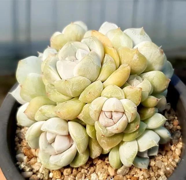 好看又度夏容易的多肉品种,油画棒绘画治愈系简单多肉葡萄