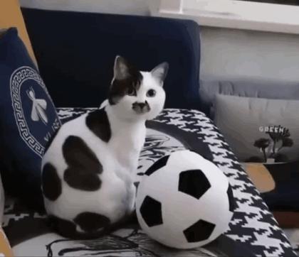 世界杯火了的猫,足球世界杯猫