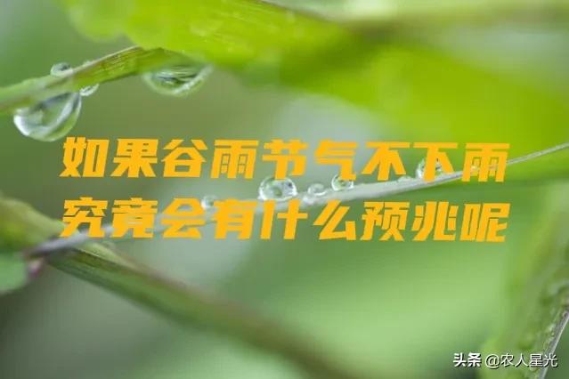 谷雨下雨预示着天气怎么样,谷雨节气相关农谚