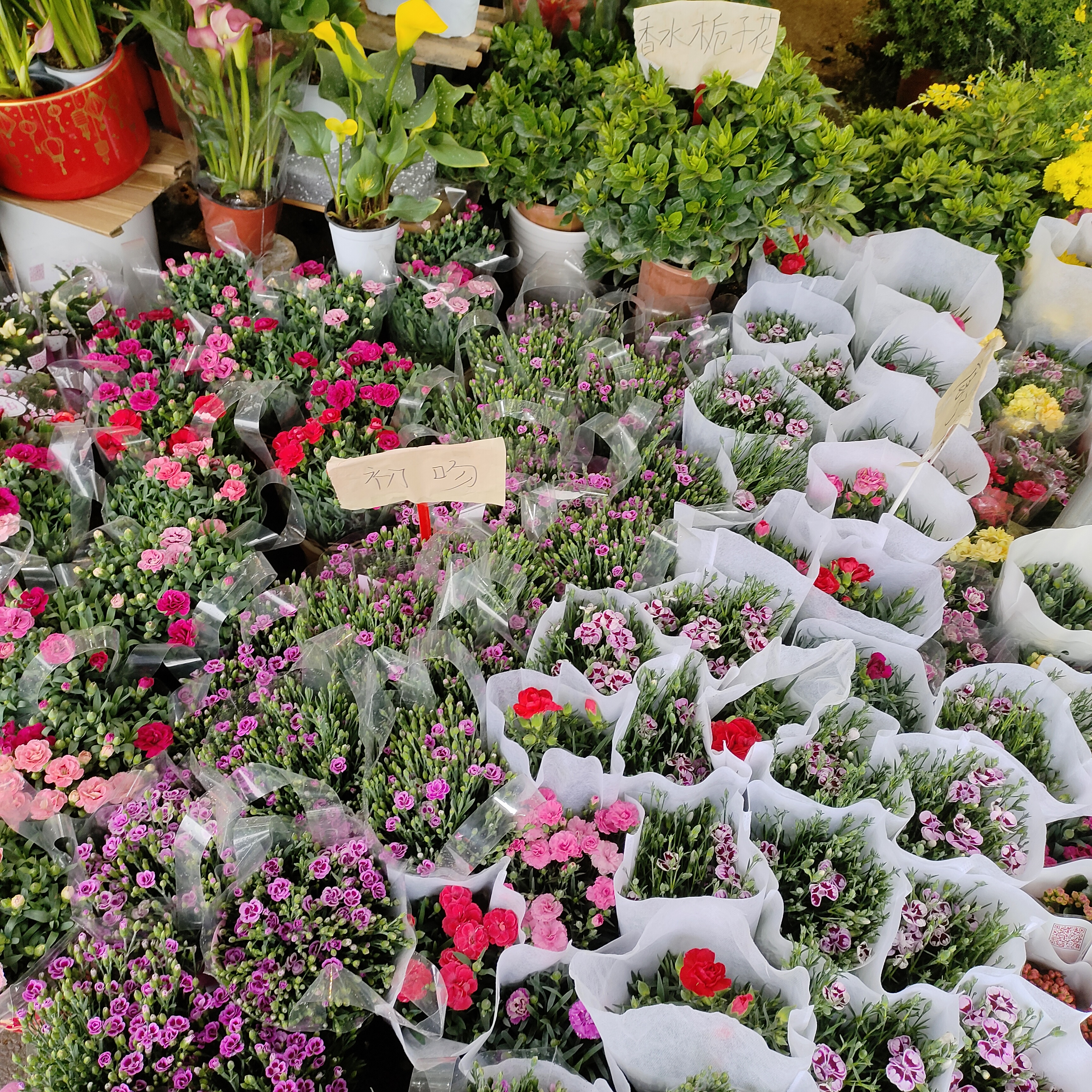 广西花鸟市场和南宁花鸟市场,广西平果花鸟市场在哪里