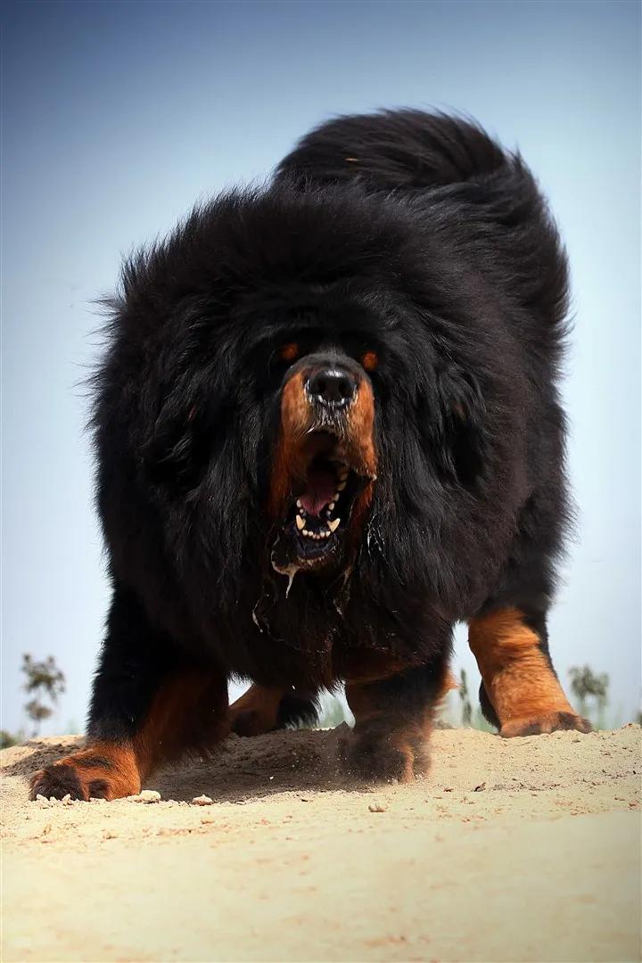 生肖龙和什么生肖最不合,生肖龙婚配什么生肖好