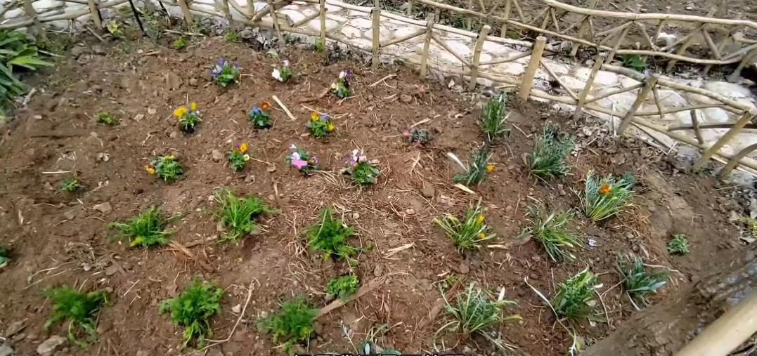 90后小伙回农场投资百万种果园,70后大叔创造奇迹种地赚100万