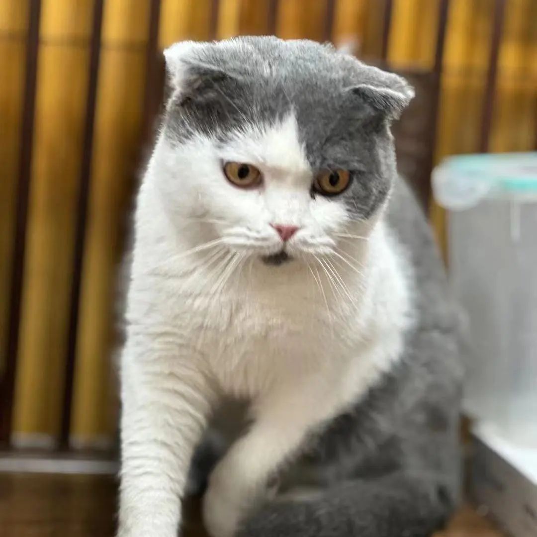 「宠物领养FreeAdopt」萌宠新生大聚会~哪位宝贝是你的最爱？