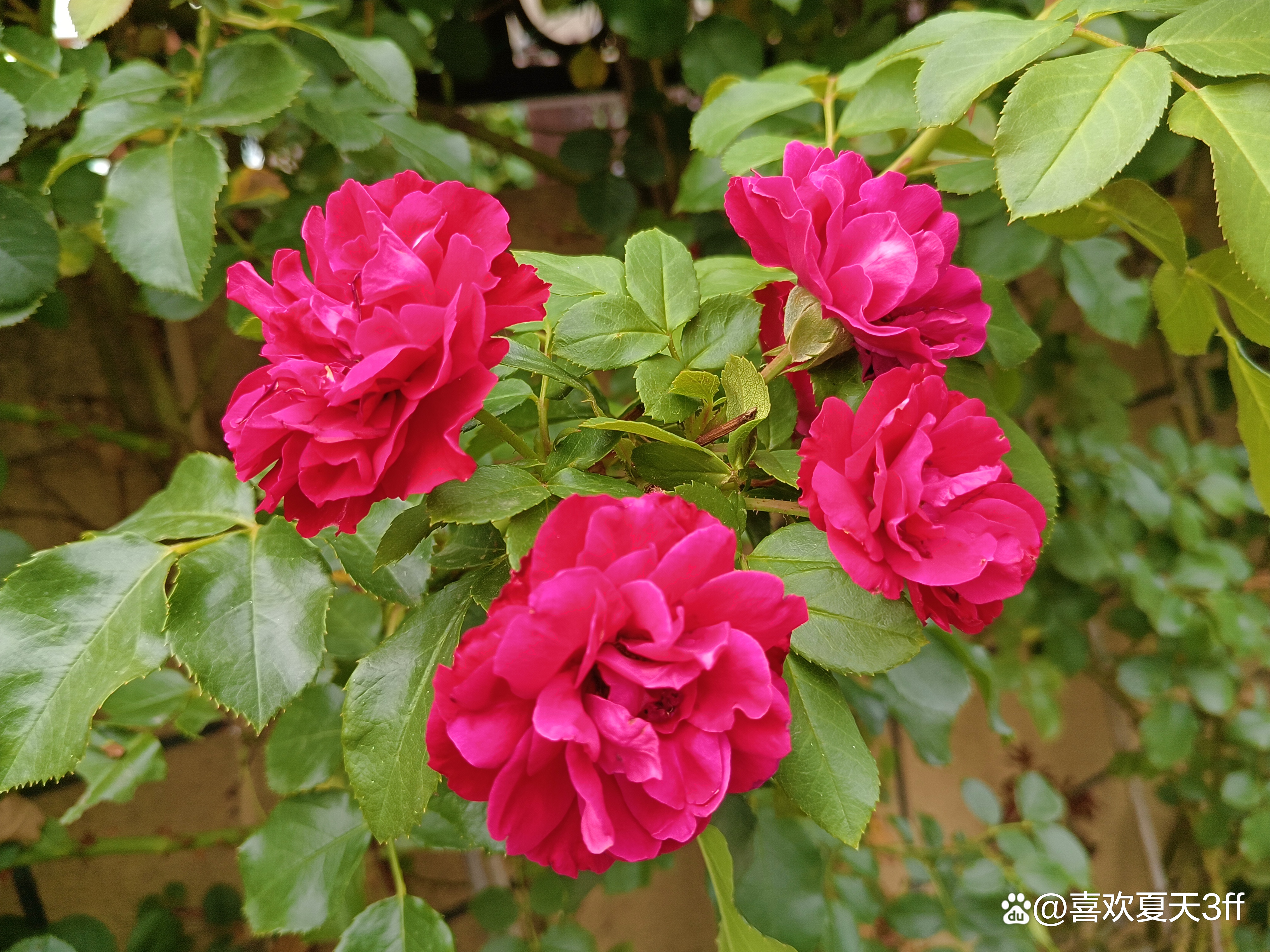 六月的鲜花绚丽多彩,七月的鲜花格外的娇艳