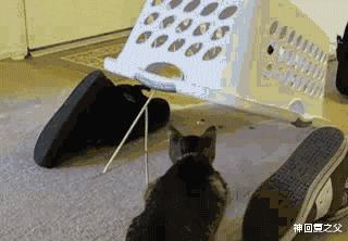 神回复把妹子都惊呆了,神回复尴尬的事