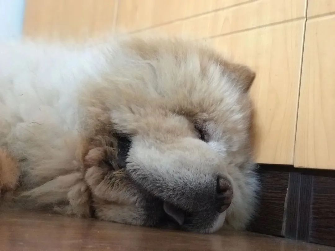 老妈给狗申请微信号,拉进家族群,每天更新朋友圈…可看完我却哭了