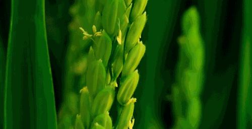 吉林大米怎么样,吉林大米哪个牌子好吃