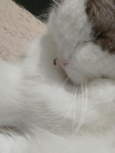 养猫不能放蟑螂药怎么办,养猫不能用的驱蚊方法