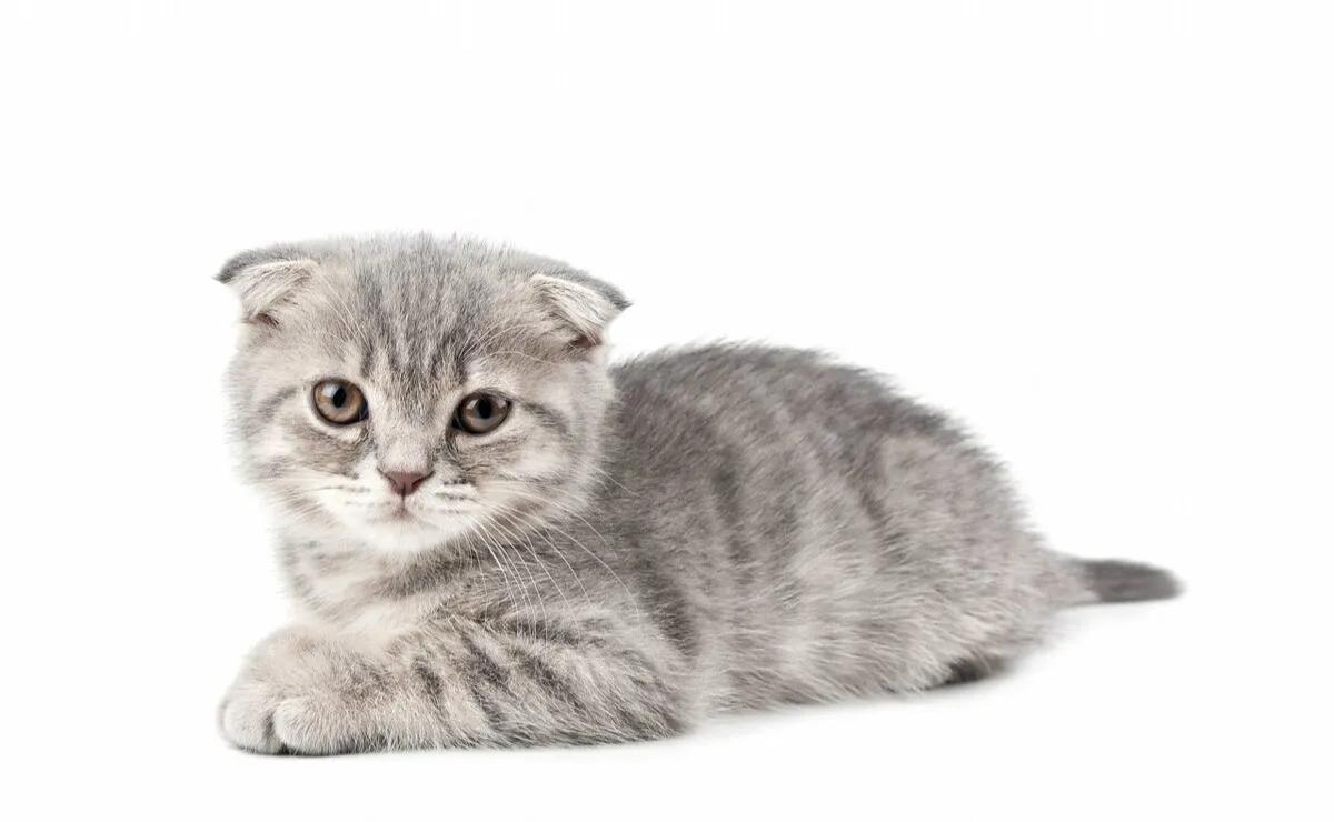 郑振铎猫的教学内容分析,郑振铎的猫课程