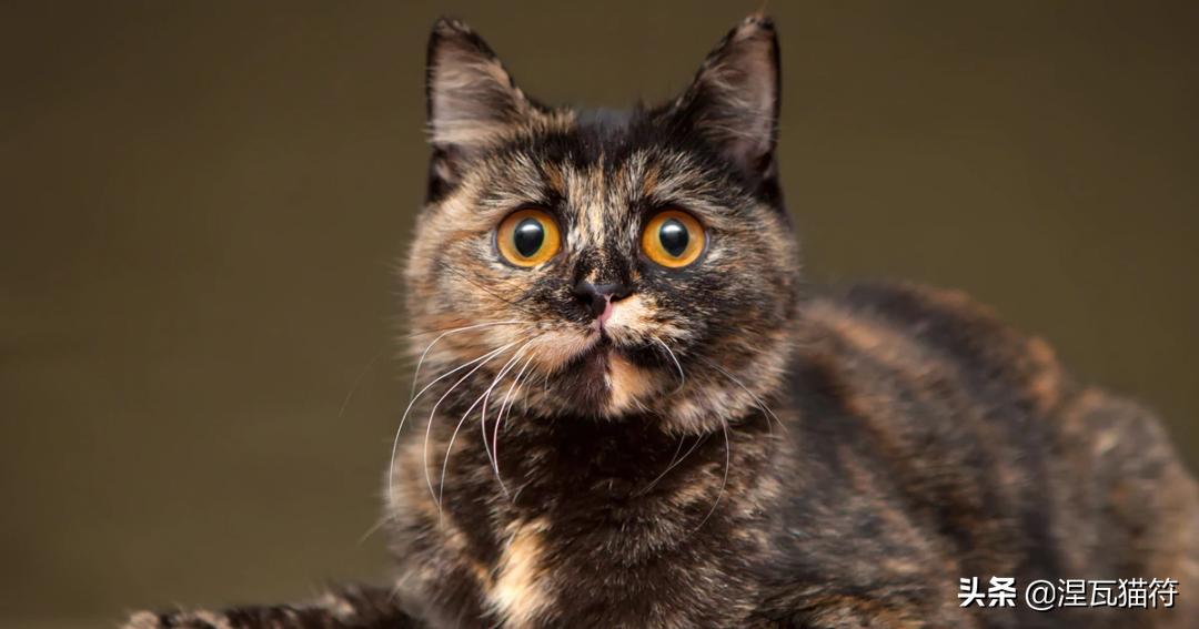 中国猫咪品种玳瑁猫,田园玳瑁猫的嘴