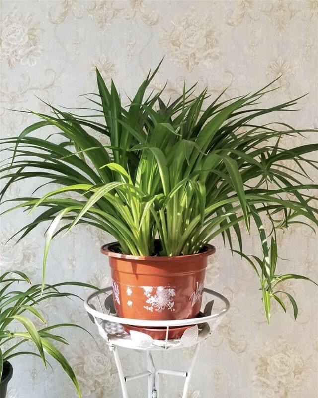 装修房子适合养什么花,刚装修的房子适合养什么花