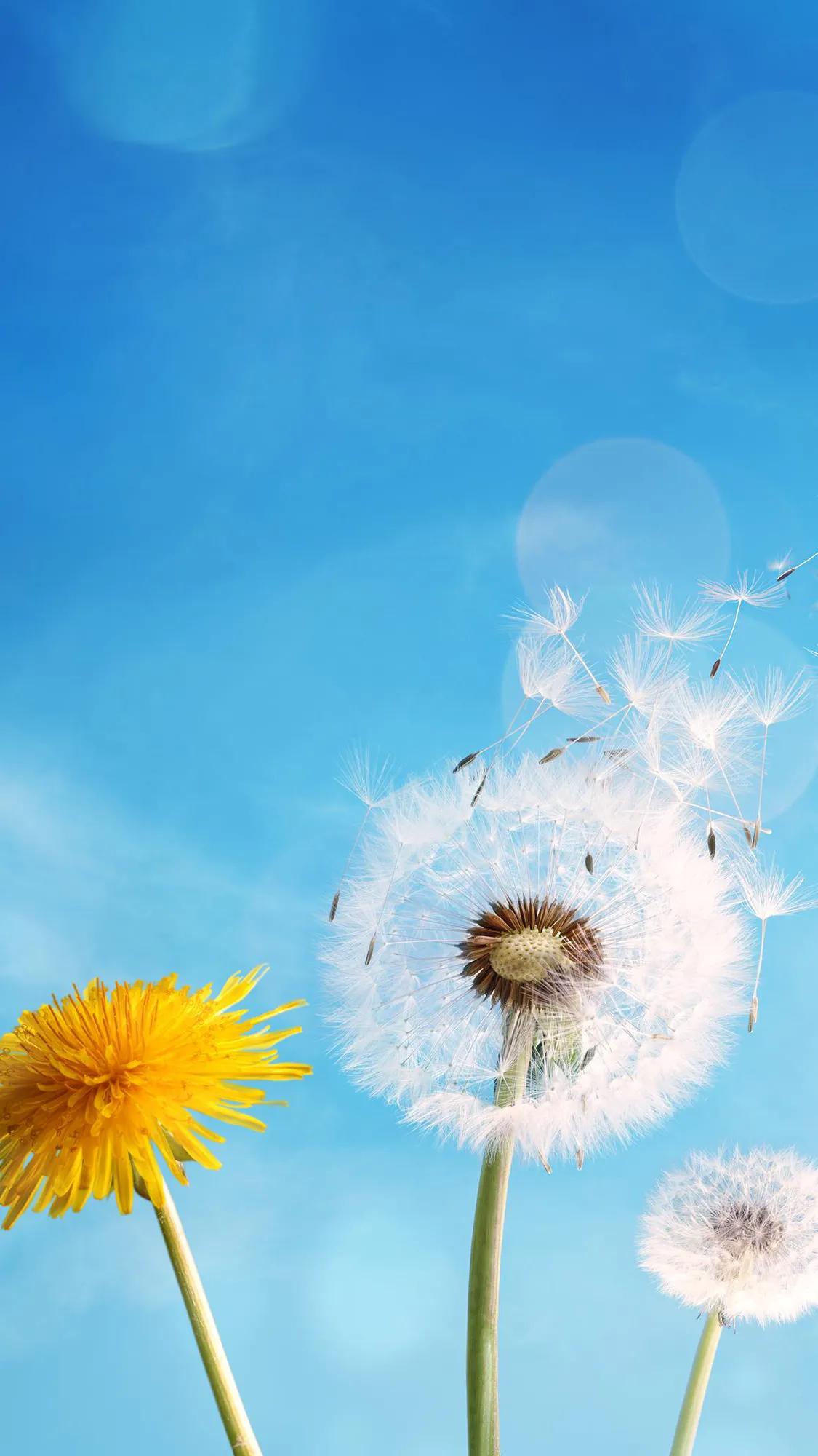 唯美手机壁纸高级感,唯美手机壁纸高清全面屏