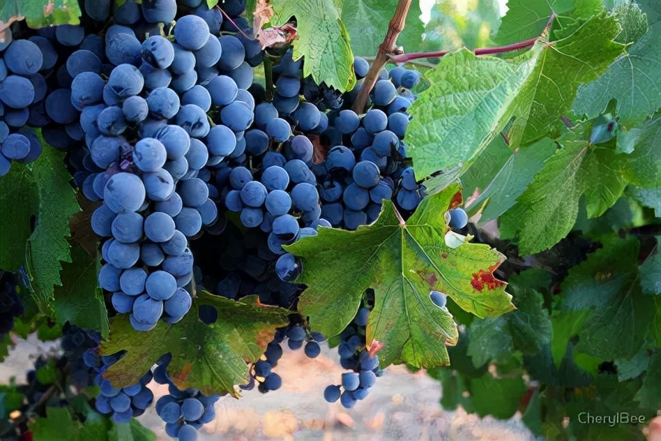 阿根廷门多萨葡萄酒多少钱一瓶,门多萨葡萄酒产区