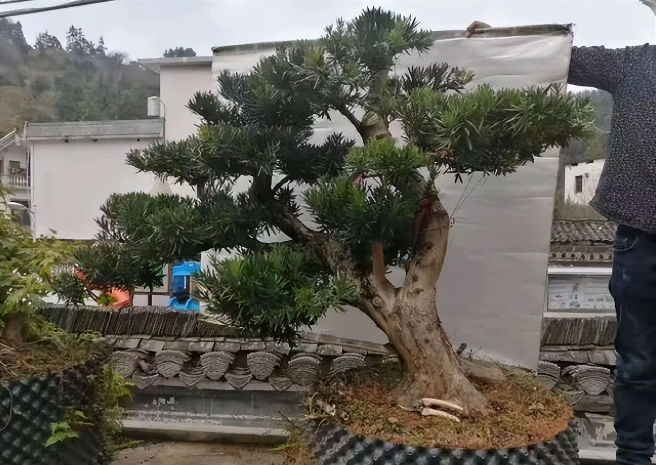 下山桩是否越高越不好养,所有下山桩都用同一种方法种植