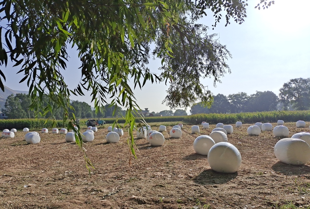 全株青贮和青贮哪个更划算,全株青贮行距