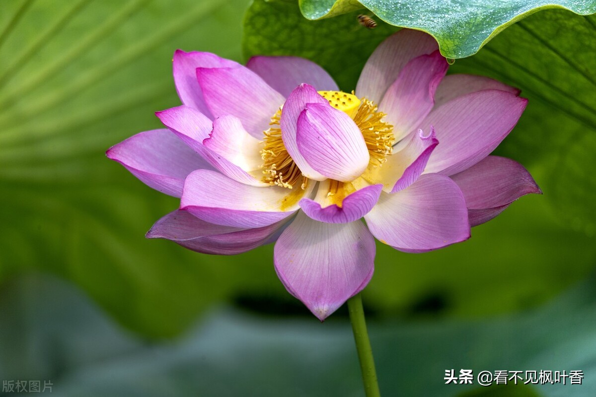 七月伊始，惟愿：绿意染心，静享岁华