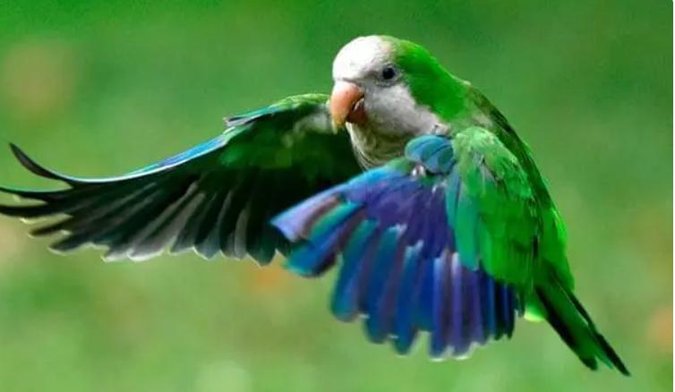 新手饲养鹦鹉的技巧和注意事项,新手养鹦鹉应注意哪些细节