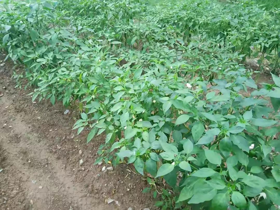 土蚕杀灭方法,辣椒苗里面有土蚕咋办