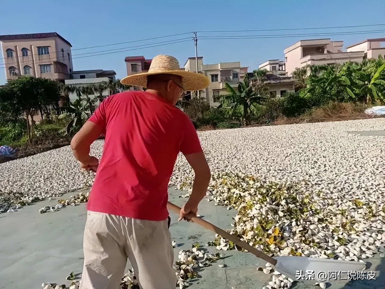 阿仁陈皮,阿仁谈陈皮