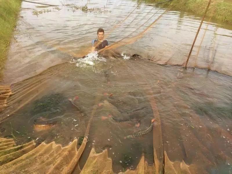 水族爱好者龙鱼,马来买的龙鱼如何带回国内