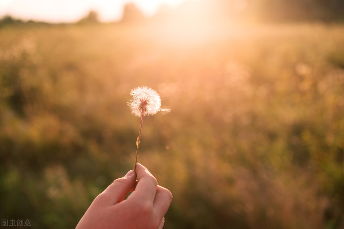生命有星光完整版大结局,生命有星光全集解说