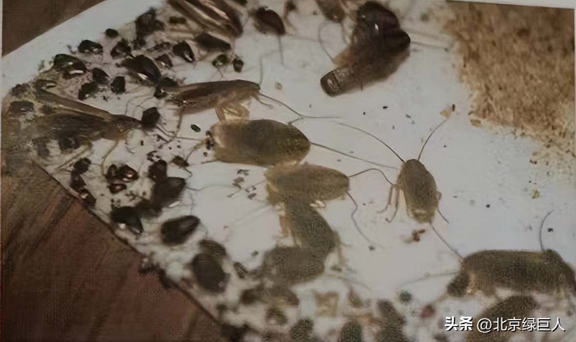 曾黎抖音完整视频,尊龙电影完整视频