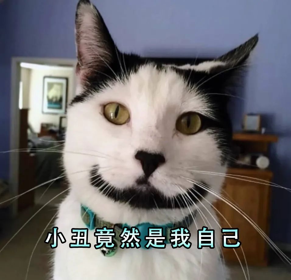 养猫咪可以降低多种疾病的发病率,听说养猫咪久了会有这9种病